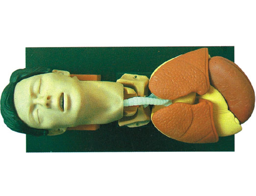 成人氣管插管訓(xùn)練仿真模型?KAS-X1006