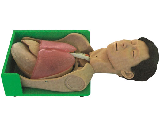 透明洗胃、胃腸減壓仿真標準化病人KAS-H375001