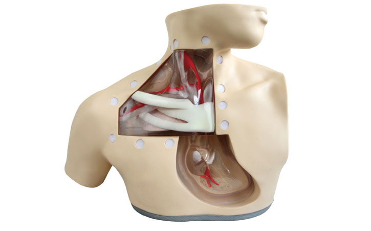 腸外營養護理模型KAS/H72