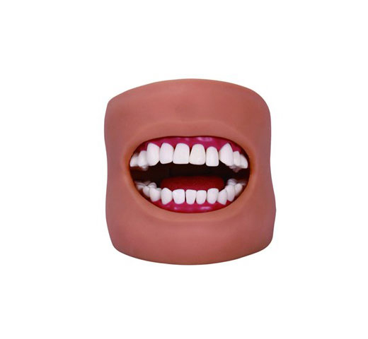 口腔清潔模型（帶臉頰）?KAS-11C