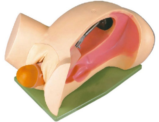 分娩機轉(zhuǎn)示教模型KAS-6