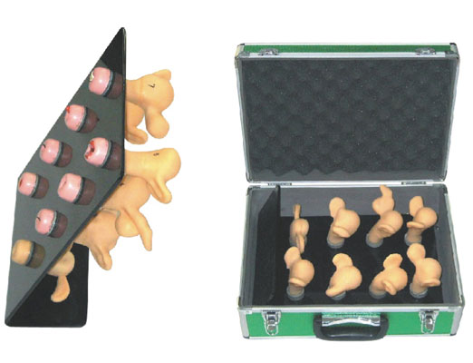 子宮宮頸病變模型KAS-ZG（8件）?